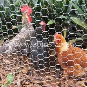 Bird & Chicken Mesh