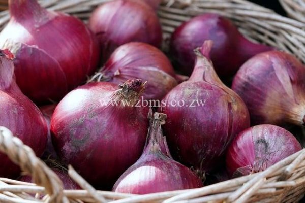 SEEDSA100 1kg Seedco Neptune