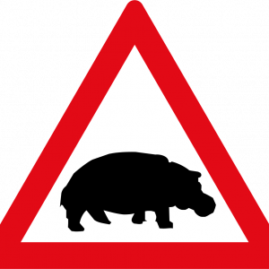 Hippos ahead