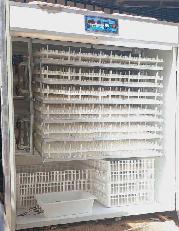 880 Eggs Wood